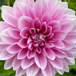 Meet your Posher, Grace